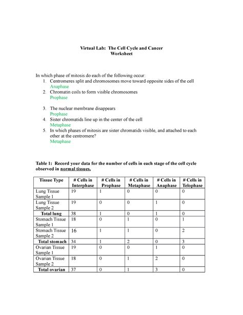 Download Virtual Lab The Cell Cycle And Cancer Worksheet Answer Key 