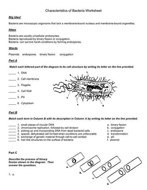 Virus And Bacteria Worksheet Answers Flashcards Quizlet Bacteria Worksheet Answers - Bacteria Worksheet Answers