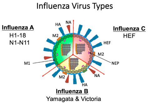 VIRUS INFLUENZA TIPE A：Influenza - Ministry of Health