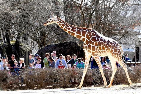 Visitors at Brookfield Zoo Forced to Shelter-in-Place for Hours After 