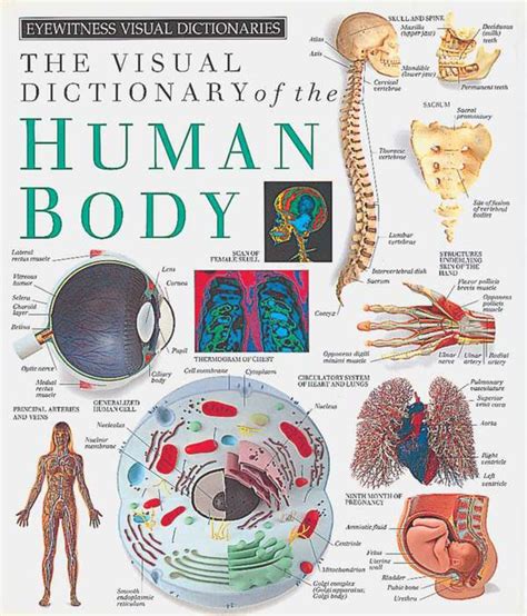 Visual Dictionary Of The Human Body ( Eyewitness Visual Dictionaries)