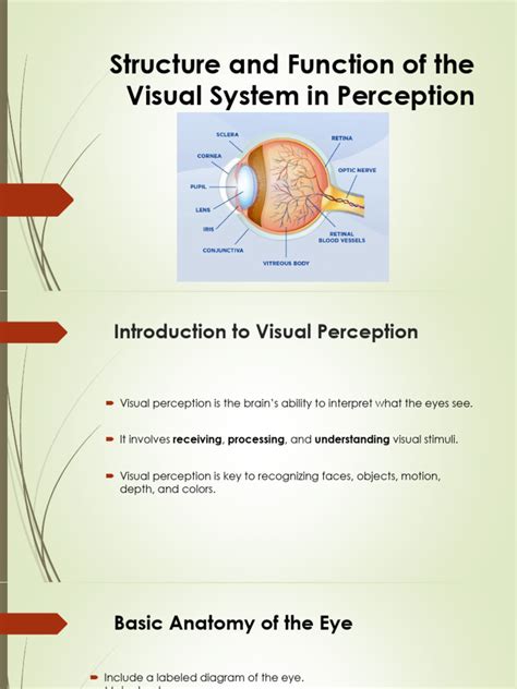 visual function an introduction to information de