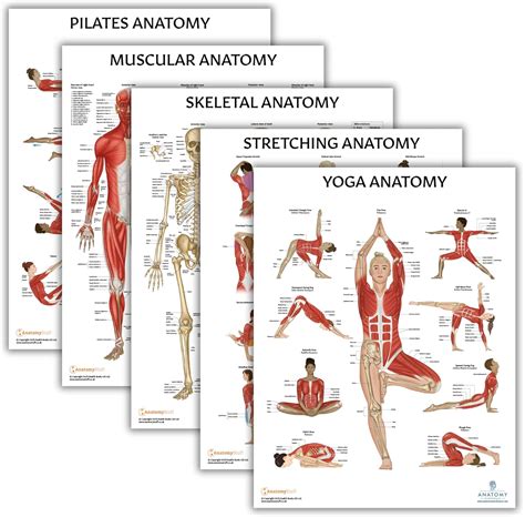 Visualization Exercise For Skeletal Muscle Tissue Answers