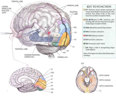 visuele cortex functie