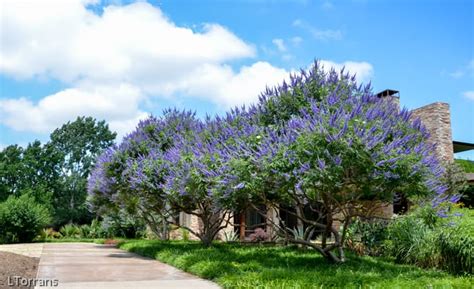vitex tree texas