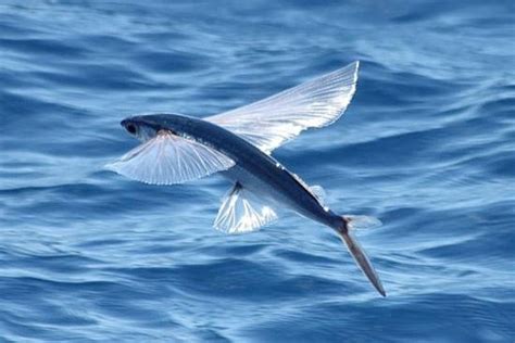 vliegende vissen wikipedia en