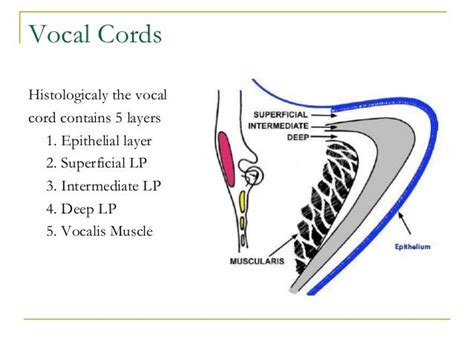 Vocal Cords Layers