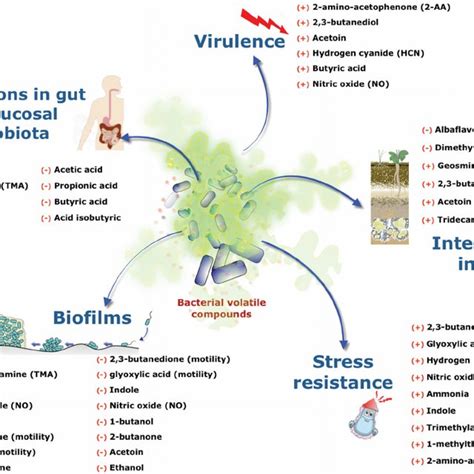 Download Volatile Organic Compounds A Bacterial Contribution To 