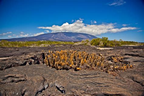 Volcano On Island In The Galapagos Spews Lava Volcanoe Science - Volcanoe Science