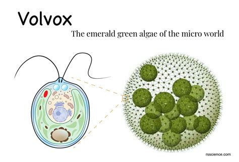 Volvox Labeled
