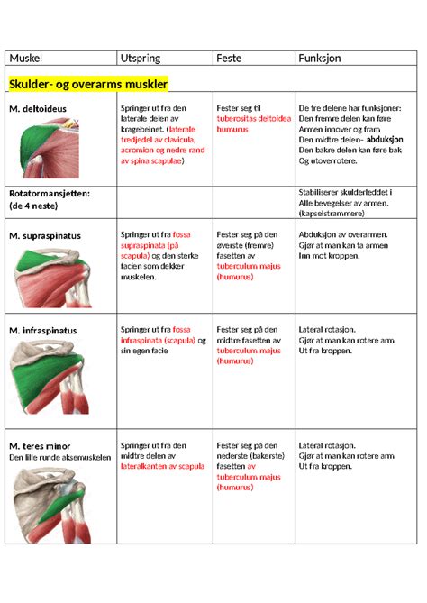 vondt i alle muskler