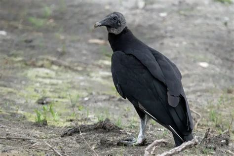 vultures in florida