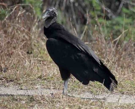 vultures in texas