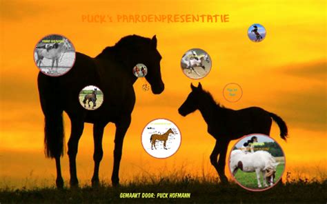 waar wonen paarden