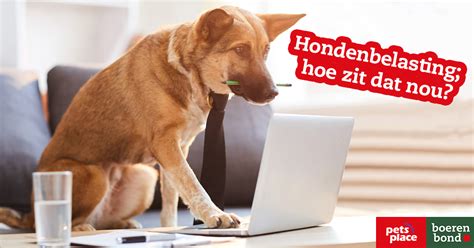waarom hondenbelasting