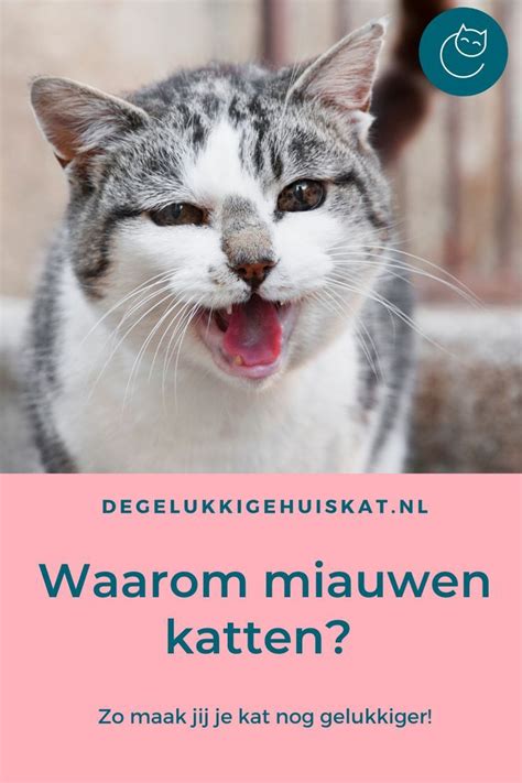 waarom miauwen kittens zoveel