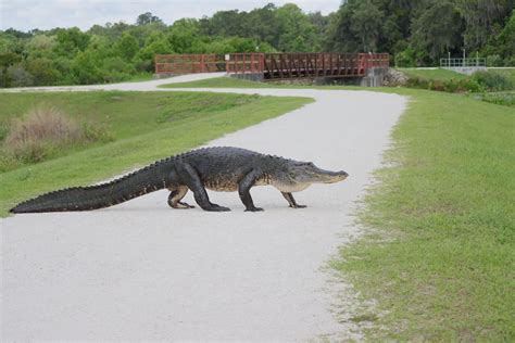 waldo florida
