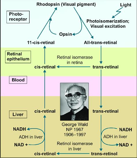 Walds Visual Cycle