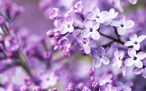 Wallpaper Bunga Ungu Warna Lembayung Muda Flora Tanaman Warna Ungu Lavender Muda - Warna Ungu Lavender Muda