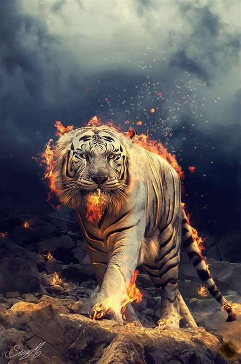 wallpaper harimau marah