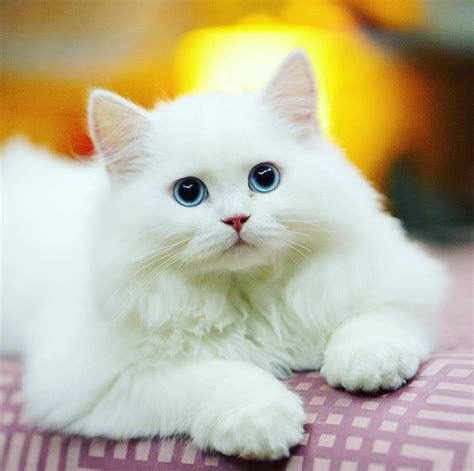 wallpaper kucing putih lucu