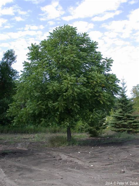 walnut minnesota