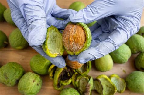 Read Online Walnut Production Guide 