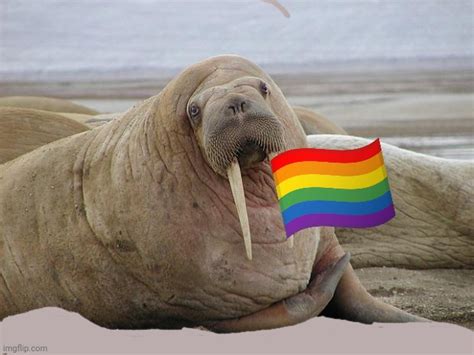 walrus meme gay
