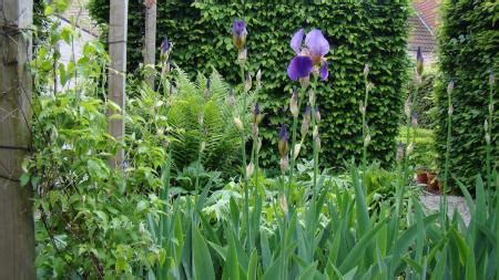 wanneer iris scheuren