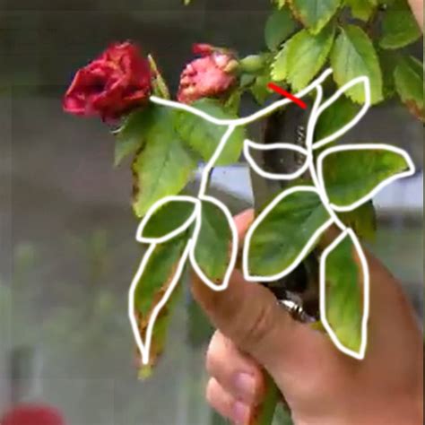 wanneer roos snoeien