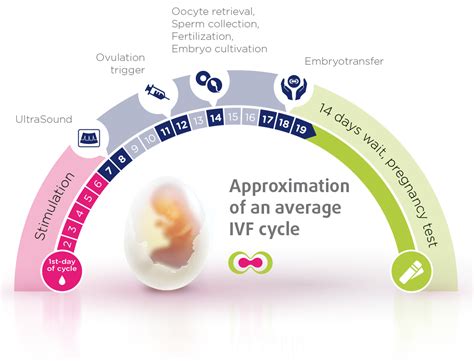 wanneer terugplaatsing ivf