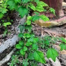 wareng | Wareng Nghe nhc v Ti bi ht