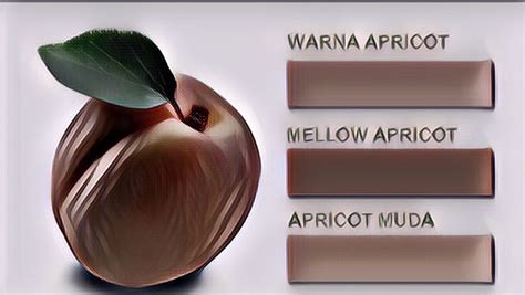 Warna Apricot Itu Seperti Apa Yuk Kita Simak Warna Choco Seperti Apa - Warna Choco Seperti Apa