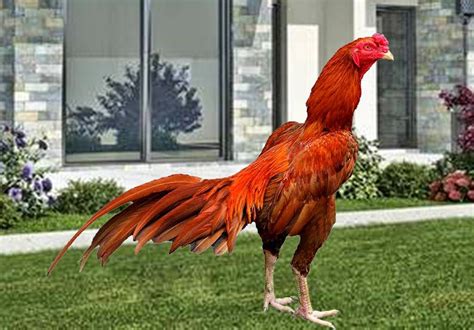 warna ayam bangkok juara
