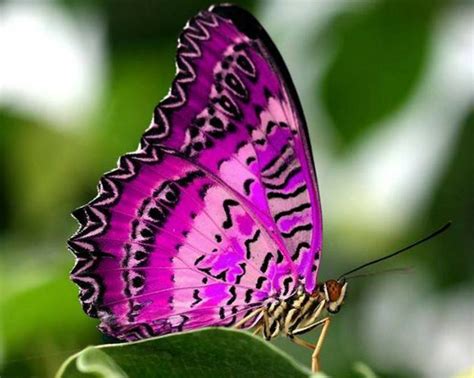 warna kupu2 yang cantik