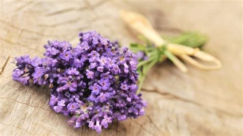 Warna Lavender  5 Jenis Aroma Untuk Memperbaiki Suasana Hati Anda - Warna Lavender
