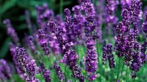 Warna Lavender  Gambar Bunga Lavender Yang Sangat Indah Kumpulan Gambar - Warna Lavender