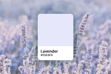 Warna Lavender  Lavender Color Codes The Hex Rgb And Cmyk - Warna Lavender