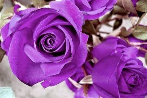 Warna Ungu  Bunga Warna Purple Ungu Violet Raindrops With Flouers - Warna Ungu