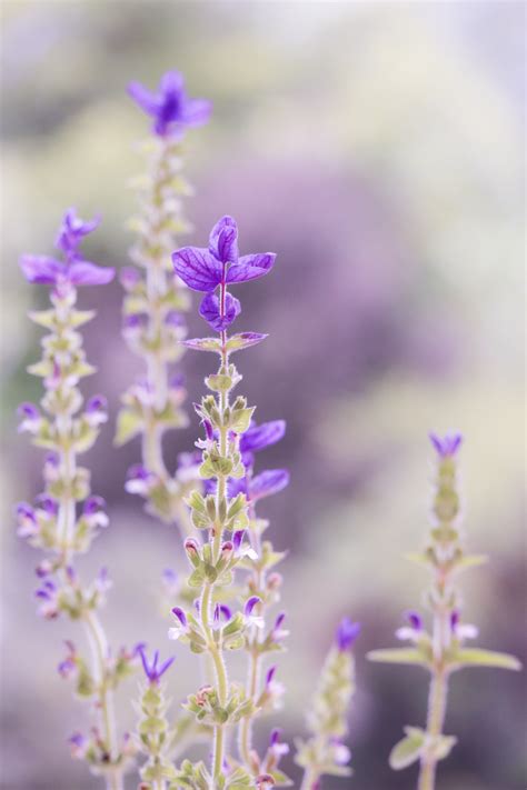 Warna Ungu Lavender Muda  Gambar Alam Mekar Menanam Padang Rumput Ungu Flora - Warna Ungu Lavender Muda