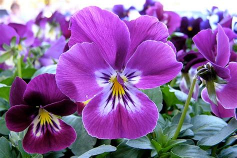 Warna Violet Tua  Gambar Bunga Bunga Tanaman Berbunga Daun Bunga Menanam - Warna Violet Tua