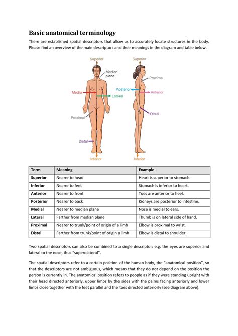 Warre Blog De Basic Anatomy Terms Quizlet Html Anatomical Terms Worksheet Answers - Anatomical Terms Worksheet Answers