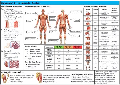 Warren Grade 7 Muscular System 50 Plays Quizizz Muscular System Worksheet Grade 7 - Muscular System Worksheet Grade 7