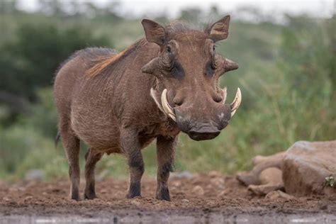 Warthog P