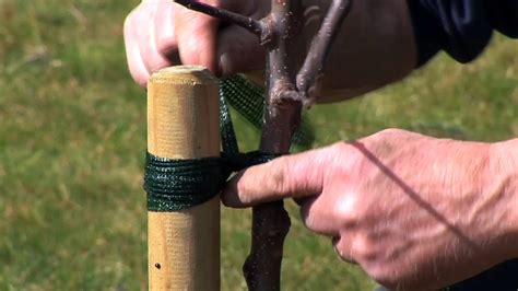 warum obstbäume anbinden