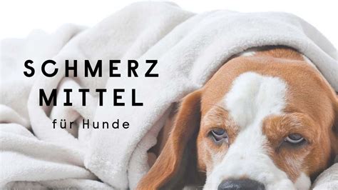 was kann ich Hunden bei Schmerzen geben - Hanfred