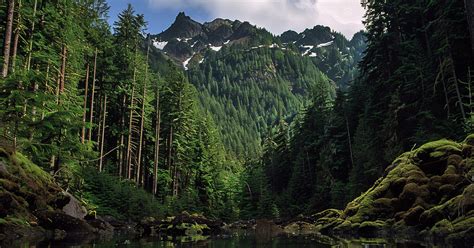 washington forests