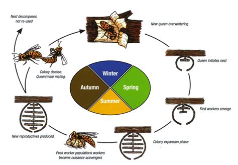 Wasp Life Cycle And Lifespan Insectcop Life Cycle Of A Wasp - Life Cycle Of A Wasp