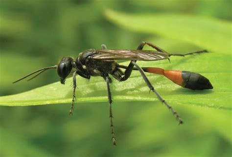wasps in florida