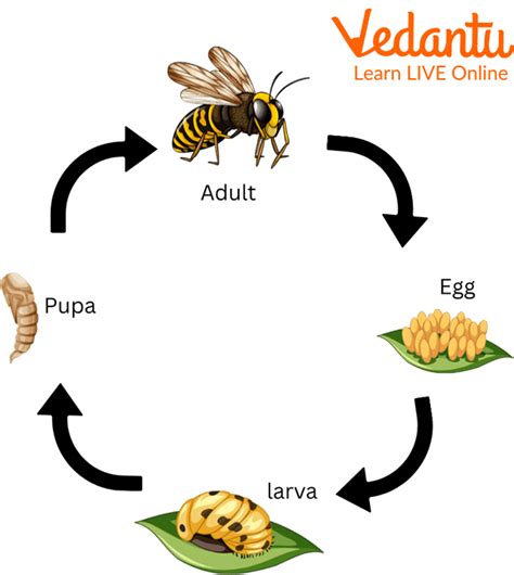 Wasps Life Cycle General Center Steadyhealth Com Life Cycle Of A Wasp - Life Cycle Of A Wasp